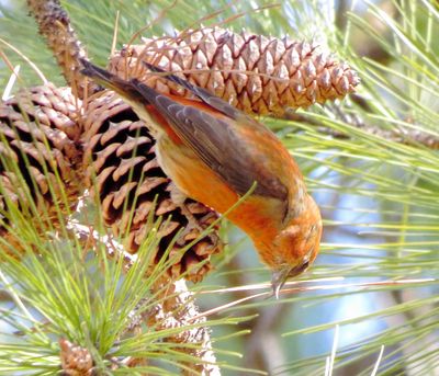 Red Crossbill