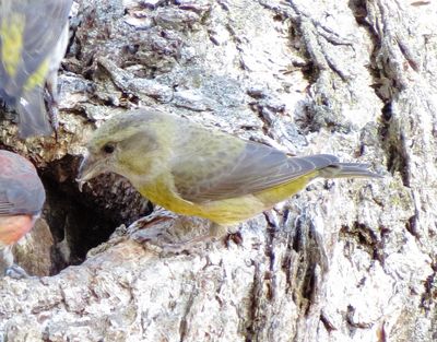 Red Crossbill