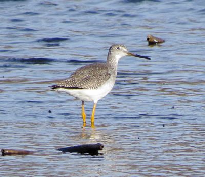 Greater Yellowlegs