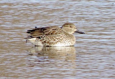 Green-Winged Teal