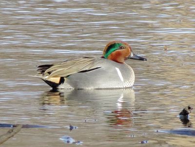Green-Winged Teal