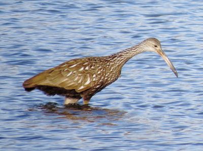 Limpkin