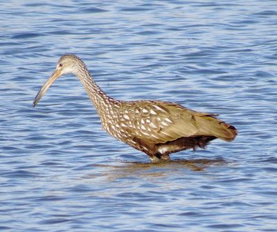 Limpkin