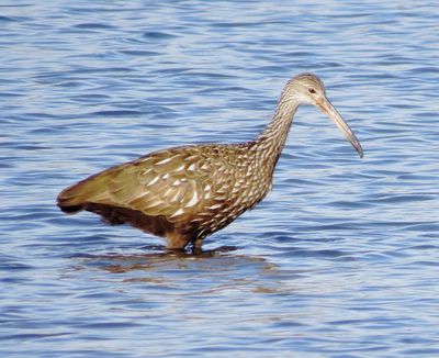 Limpkin
