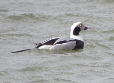 Long-Tailed Duck