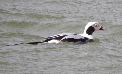 Long-Tailed Duck