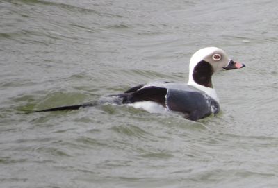 Long-Tailed Duck