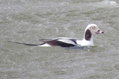 Long-Tailed Duck