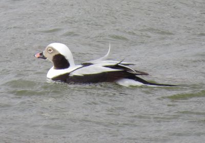 Long-Tailed Duck