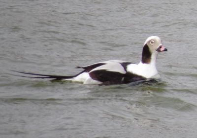 Long-Tailed Duck