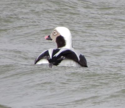 Long-Tailed Duck