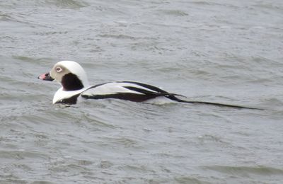 Long-Tailed Duck