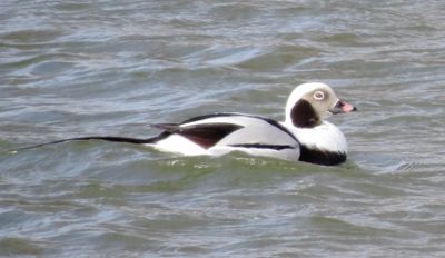 Long-Tailed Duck