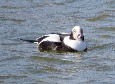 Long-Tailed Duck