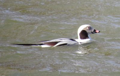 Long-Tailed Duck
