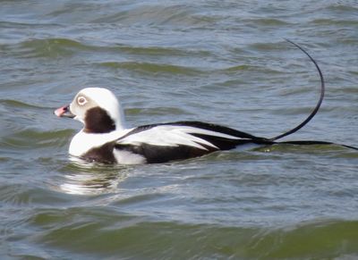Long-Tailed Duck
