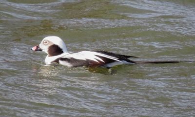 Long-Tailed Duck