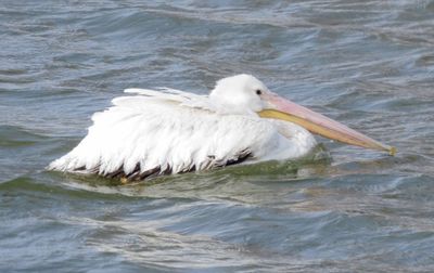 American White Pelican