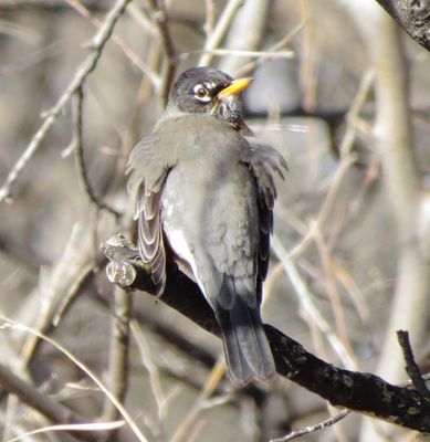 American Robin