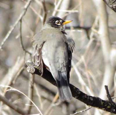 American Robin