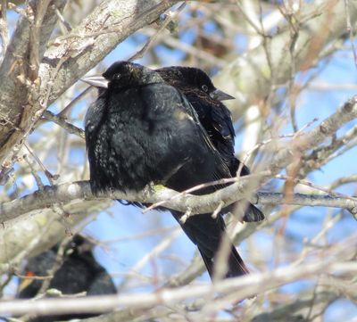 Red-Winged Blackbird