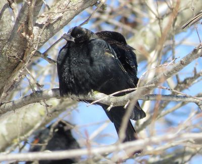 Red-Winged Blackbird