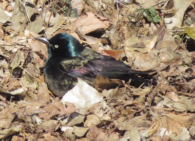 Common Grackle