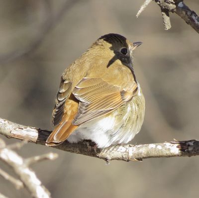 Hermit Thrush