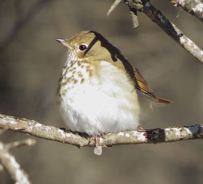 Hermit Thrush