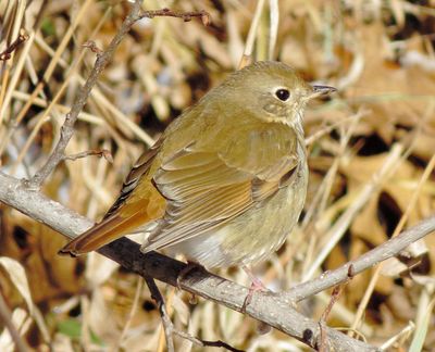 Hermit Thrush