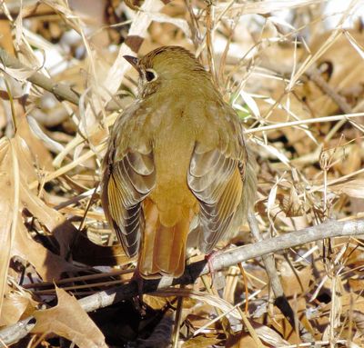 Hermit Thrush