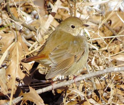 Hermit Thrush