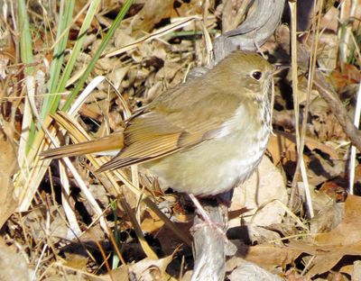 Hermit Thrush