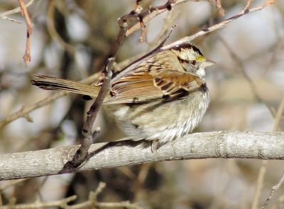 White-Throated Sparrow