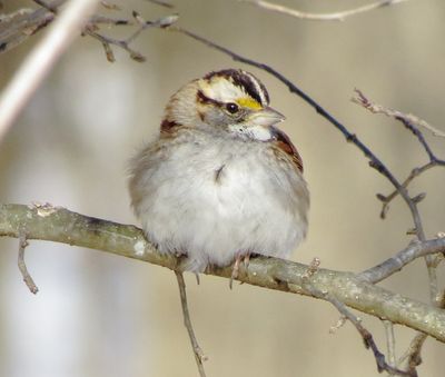 White-Throated Sparrow