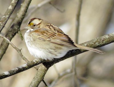 White-Throated Sparrow