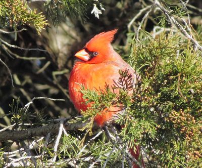 Northern Cardinal
