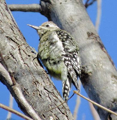 Yellow-Bellied Sapsucker