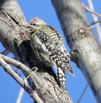 Yellow-Bellied Sapsucker