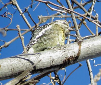 Yellow-Bellied Sapsucker