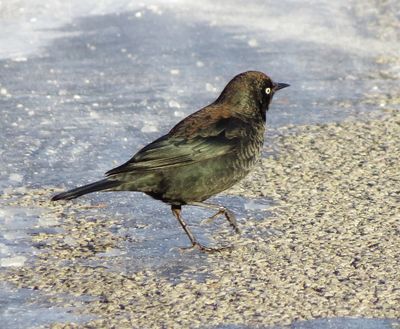Rusty Blackbird