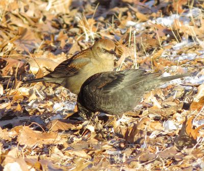 Rusty Blackbird