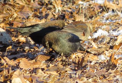 Rusty Blackbird