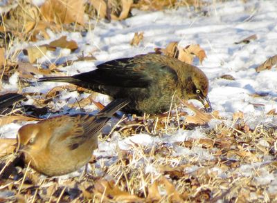 Rusty Blackbird