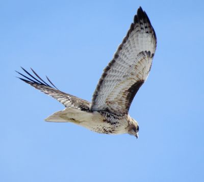 Red-Tailed Hawk