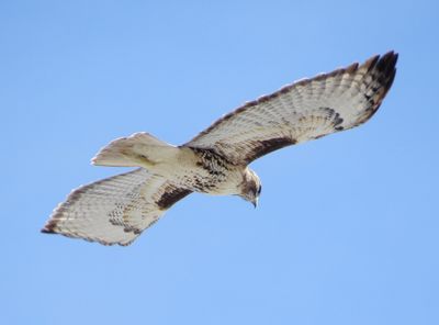 Red-Tailed Hawk