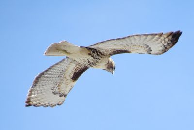 Red-Tailed Hawk