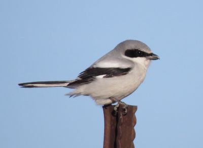 Loggerhead Shrike