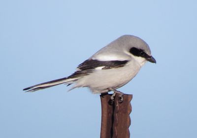 Loggerhead Shrike