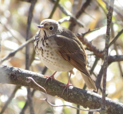 Hermit Thrush